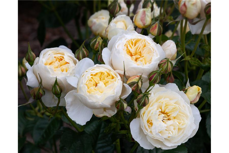 FLORIBUNDA MINI STD